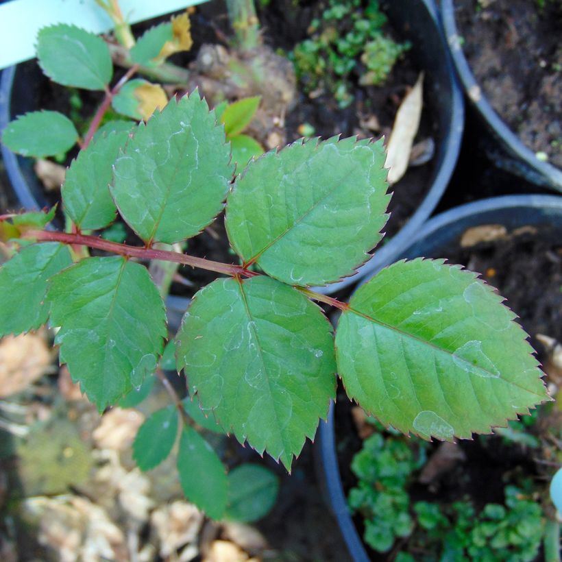 Rosier grimpant Aloha de Kordes KORwesrug (Foliage)