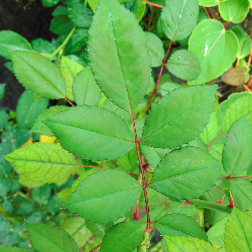 Rosier grimpant Blossomtime (Foliage)