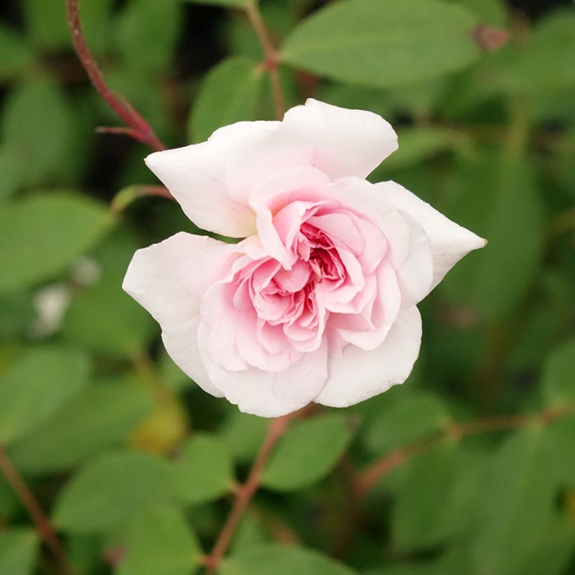 Rosier grimpant Cécile Brunner (Flowering)