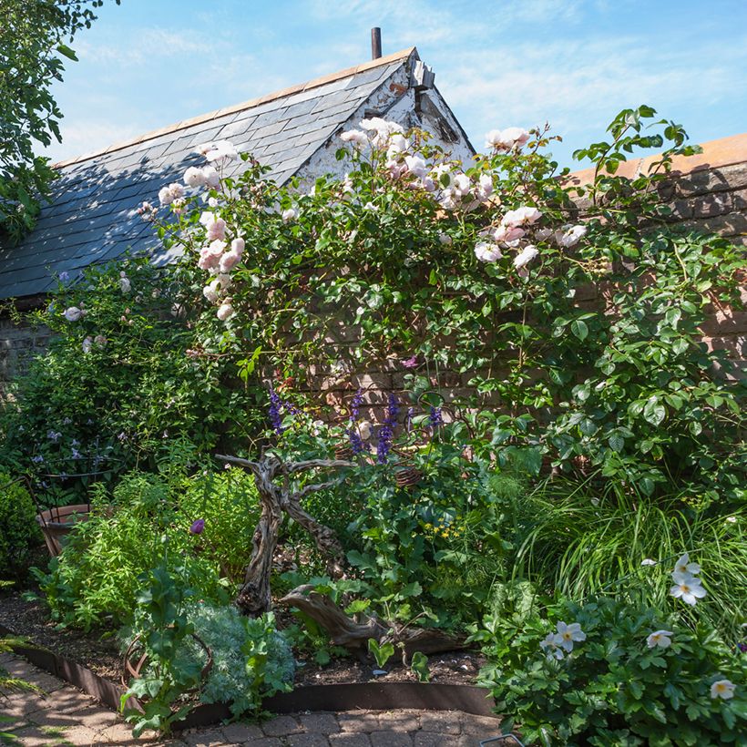 Rosier grimpant David Austin The Generous Gardener (Plant habit)