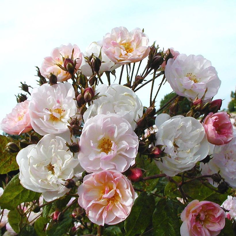 Rosier grimpant Dentelle de Malines (Flowering)