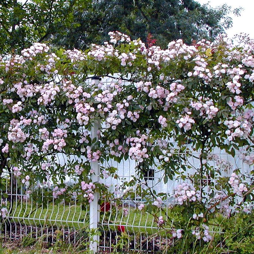 Rosier grimpant Dentelle de Malines (Plant habit)
