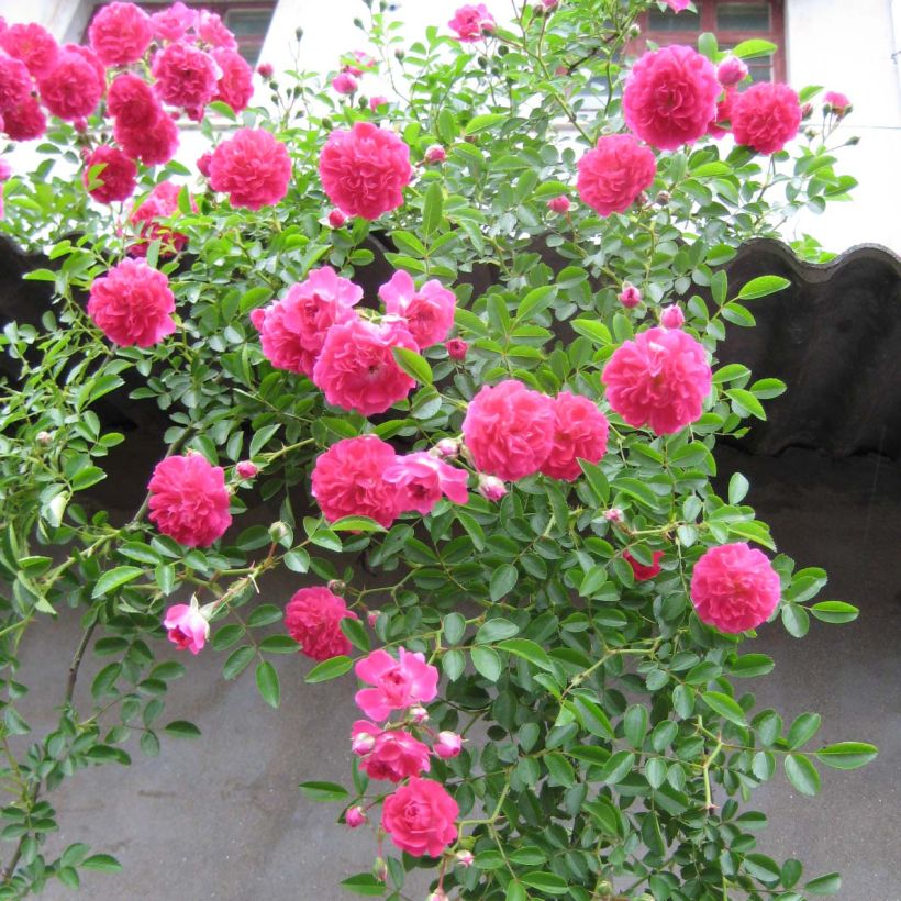 Rosier grimpant Excelsa (Plant habit)