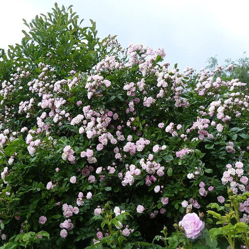 Rosier grimpant Frau Eva Schubert (Plant habit)