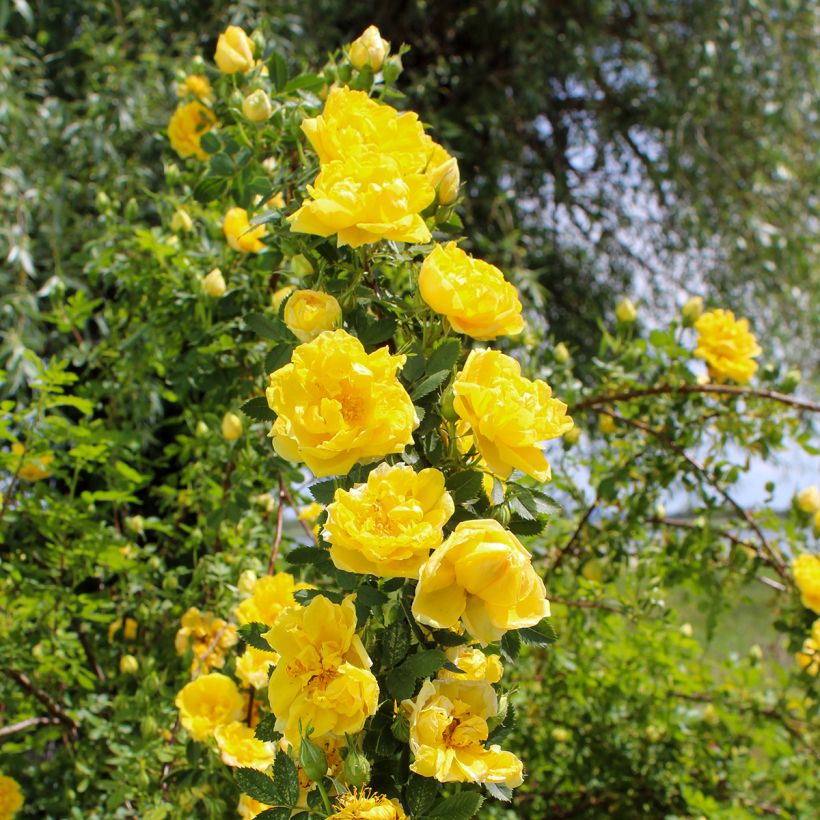 Rosier grimpant Golden Showers (Plant habit)