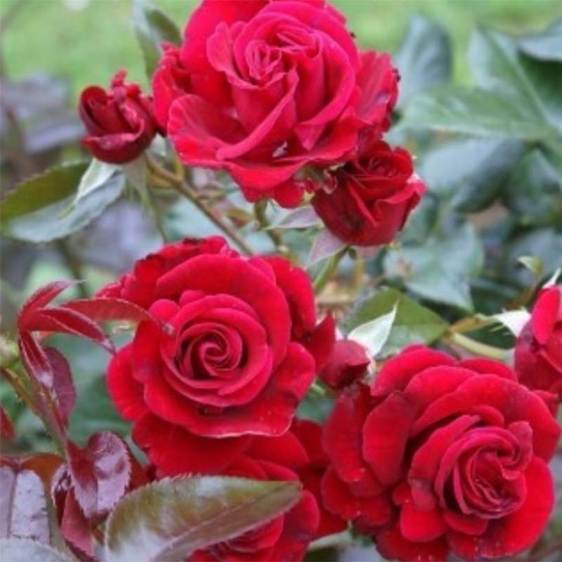 Rosier grimpant Le Grand Huit (Flowering)