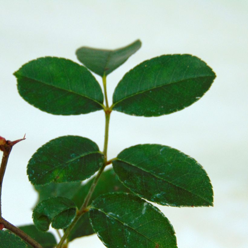 Rosier grimpant Mermaid (Foliage)
