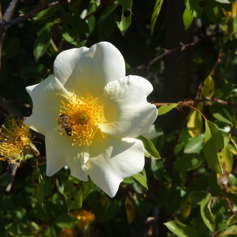 Rosier grimpant Mermaid (Flowering)