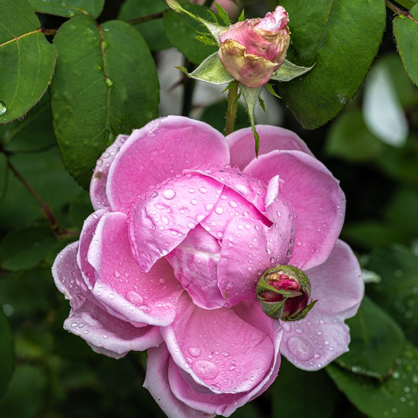 Rosier grimpant Mme Caroline Testout (Flowering)