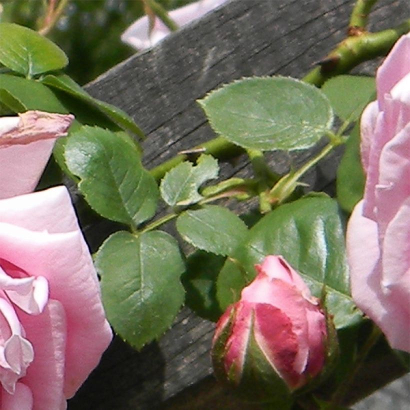 Rosier grimpant Mme Caroline Testout (Foliage)