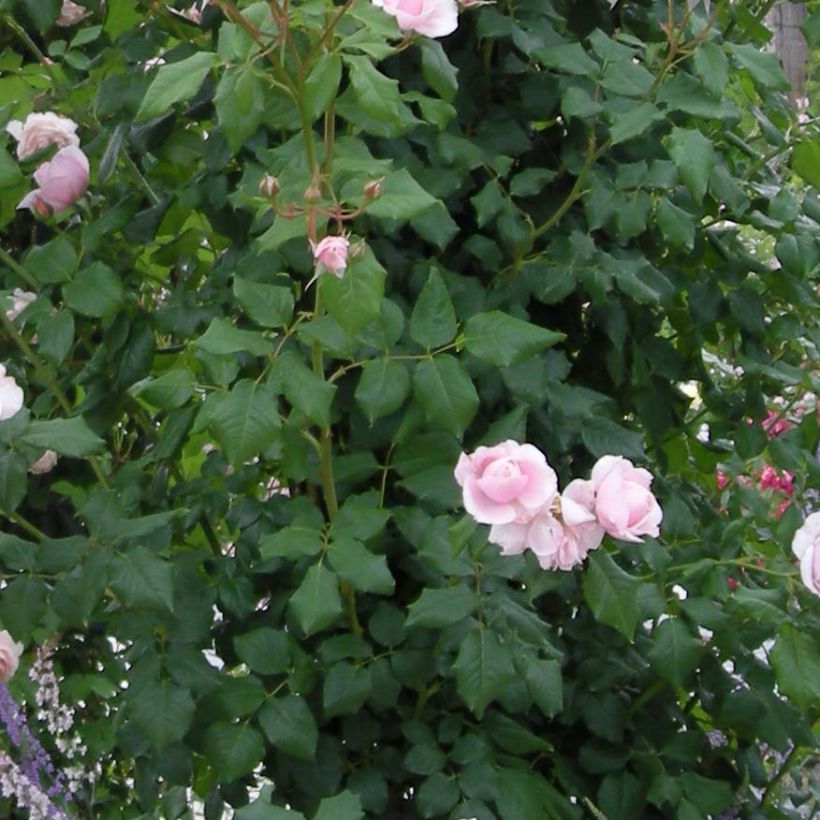 Rosier grimpant Nahéma (Foliage)
