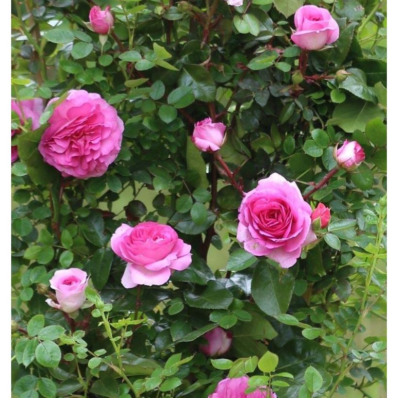 Rosier grimpant Ozeana (Flowering)