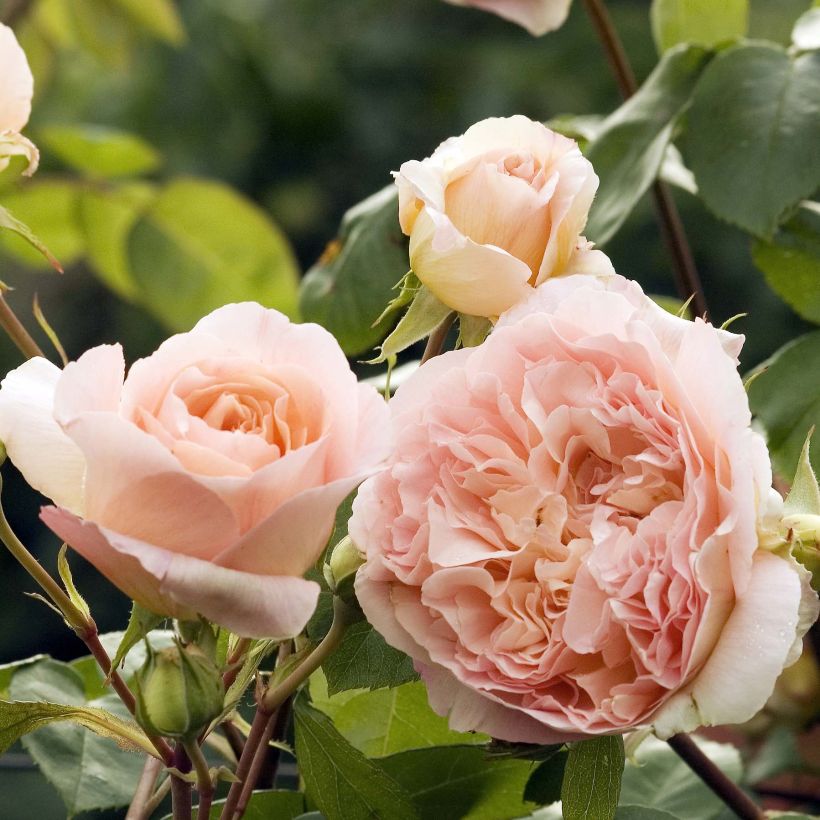 Rosier grimpant Papi Delbard (Flowering)