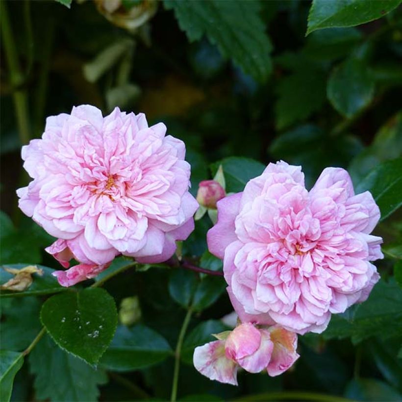 Rosier grimpant Paul Transon (Flowering)