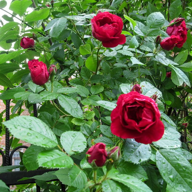 Rosier grimpant Paul's Scarlet Climber (Foliage)