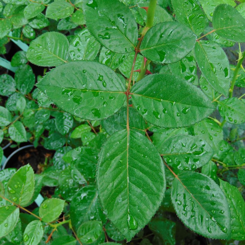 Rosier grimpant Red Eden Rose (Foliage)