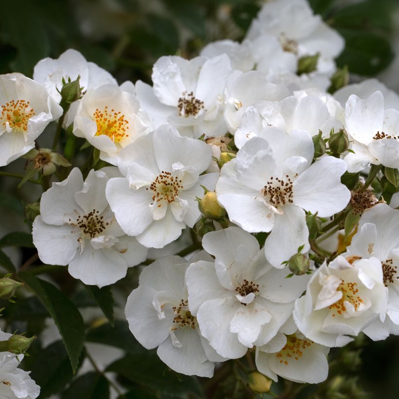 Rosier grimpant Seagull (Flowering)
