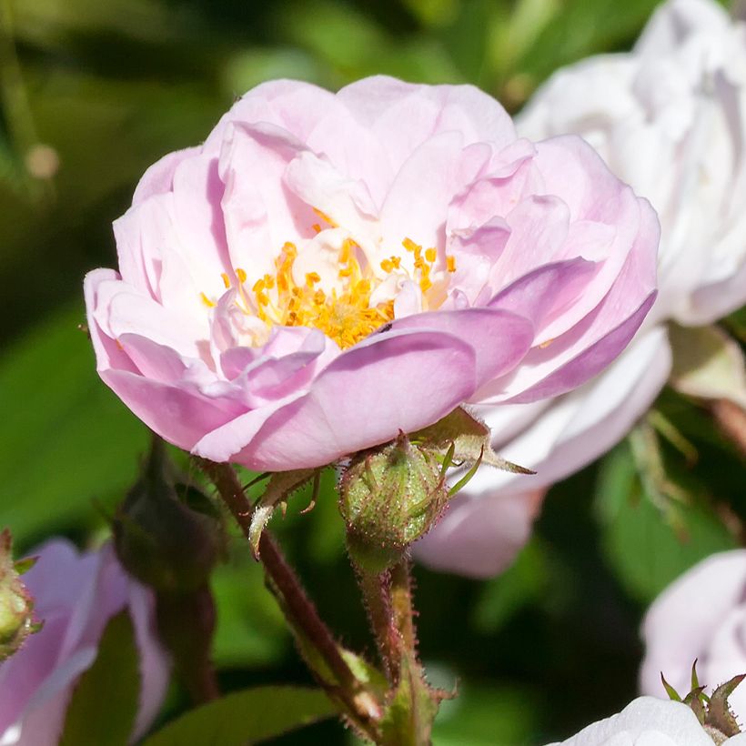 Rosier grimpant anglais Little Rambler (Flowering)