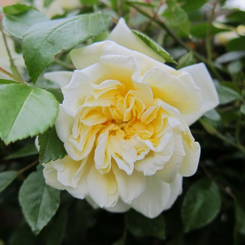 Rosier liane Albéric Barbier (Flowering)