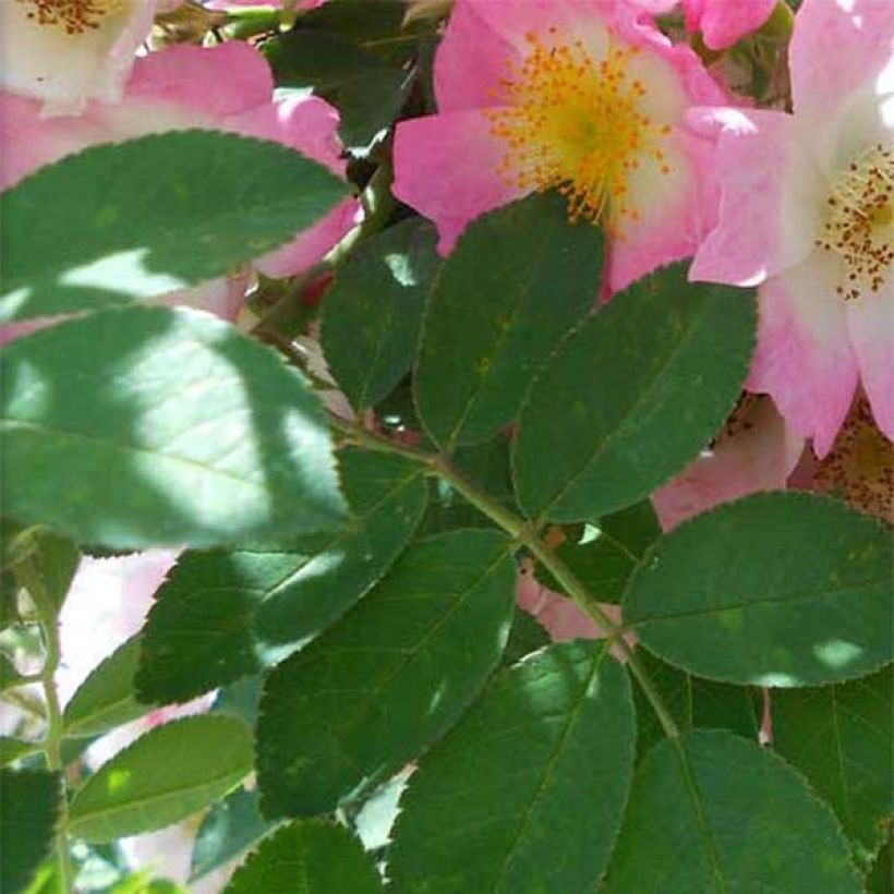 Rosier liane Kew Rambler (Foliage)