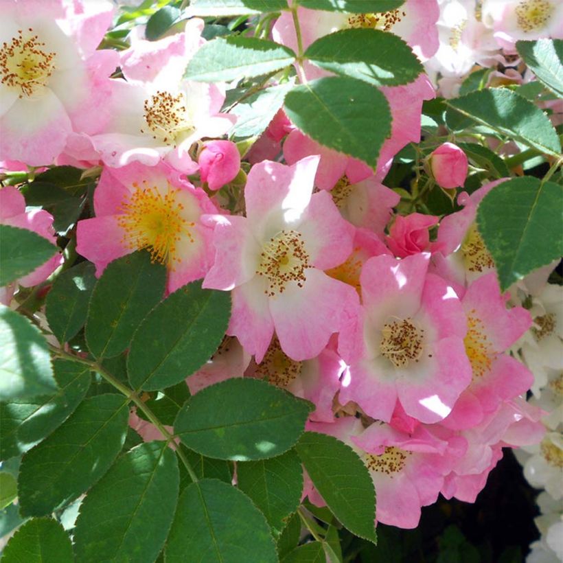 Rosier liane Kew Rambler (Flowering)
