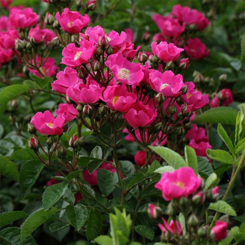 Rosier liane Maria Lisa (Flowering)
