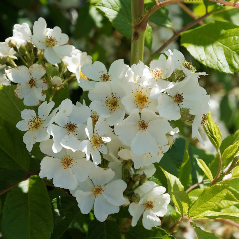 Rosier liane filipes Kiftsgate (Flowering)