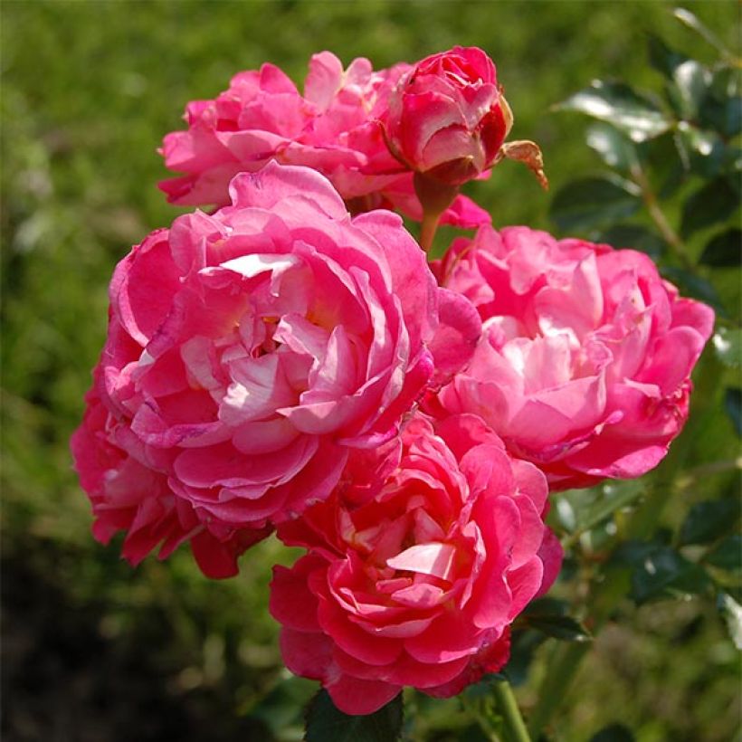 Rosier nain Charmant (Flowering)