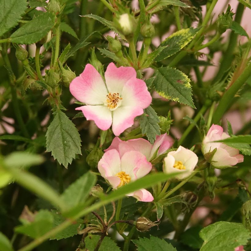Rosier miniature Galaxy Vega (Flowering)