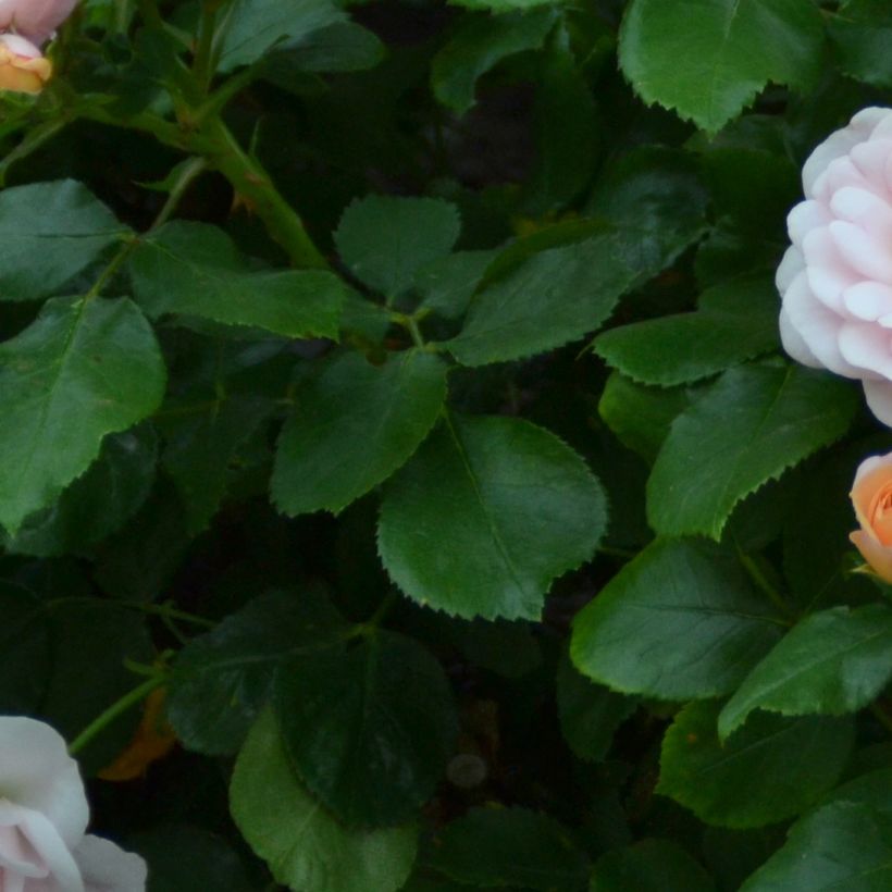Rosier nain Bordure Nacrée (Foliage)