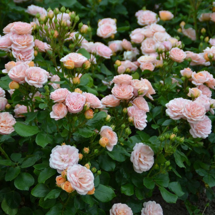 Rosier nain Bordure Nacrée (Flowering)