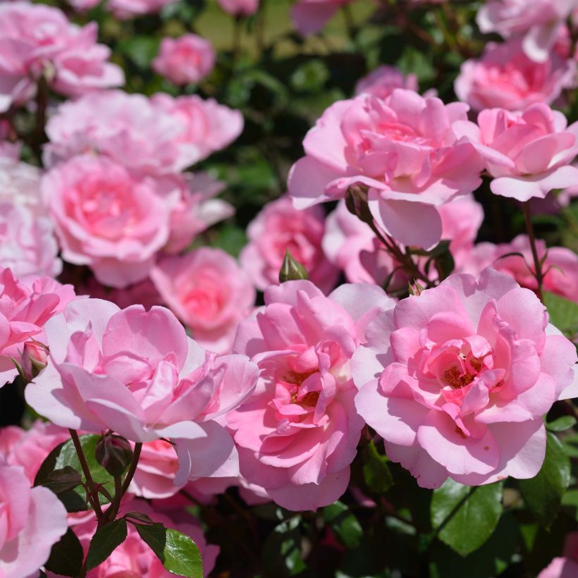 Rosier nain Bordure Rose (Flowering)