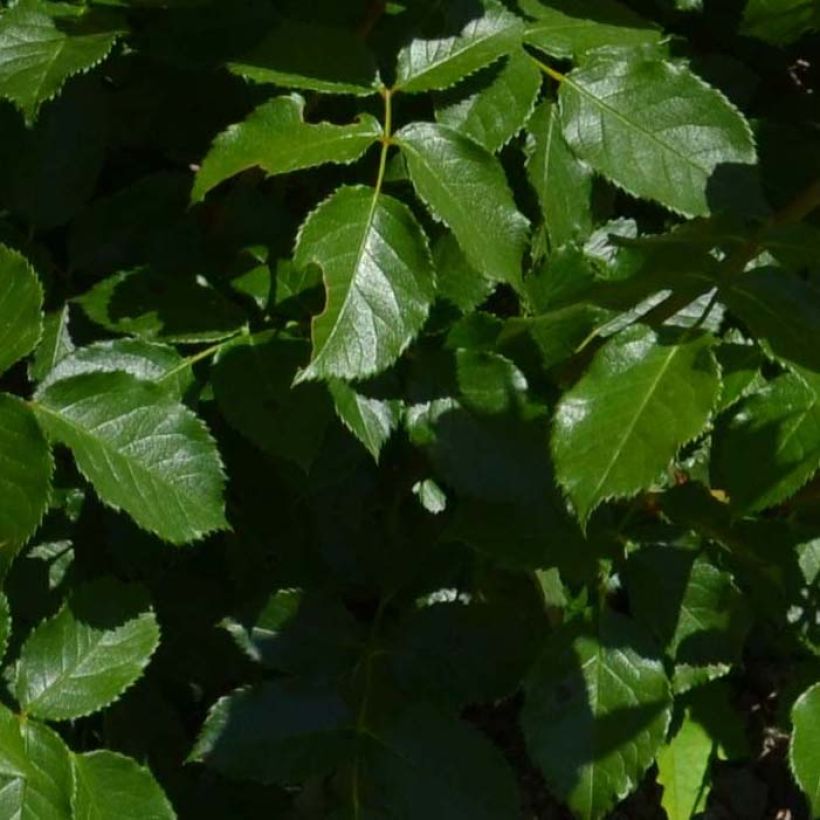 Rosier nain Bordure Vive (Foliage)