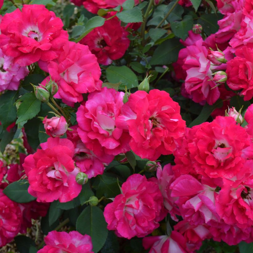 Rosier nain Bordure Vive (Flowering)