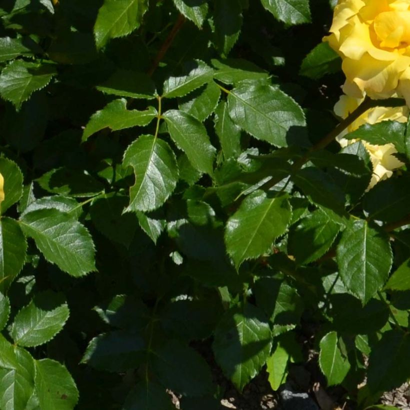Rosier nain Bordure d'Or (Foliage)