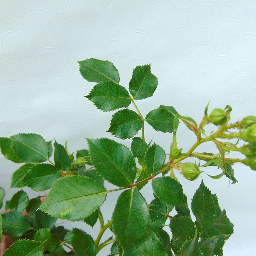 Rosier nain Charmant (Foliage)