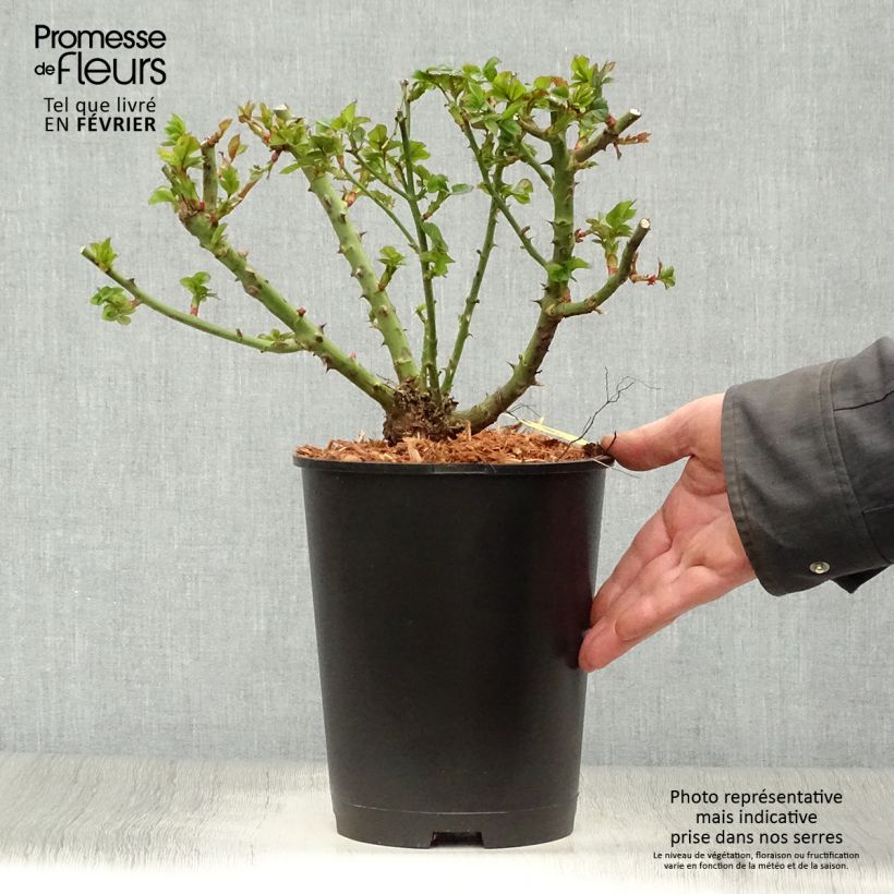 Example of Rosier nain Ruby Ruby Pot de 3L/4L as you get in hiver