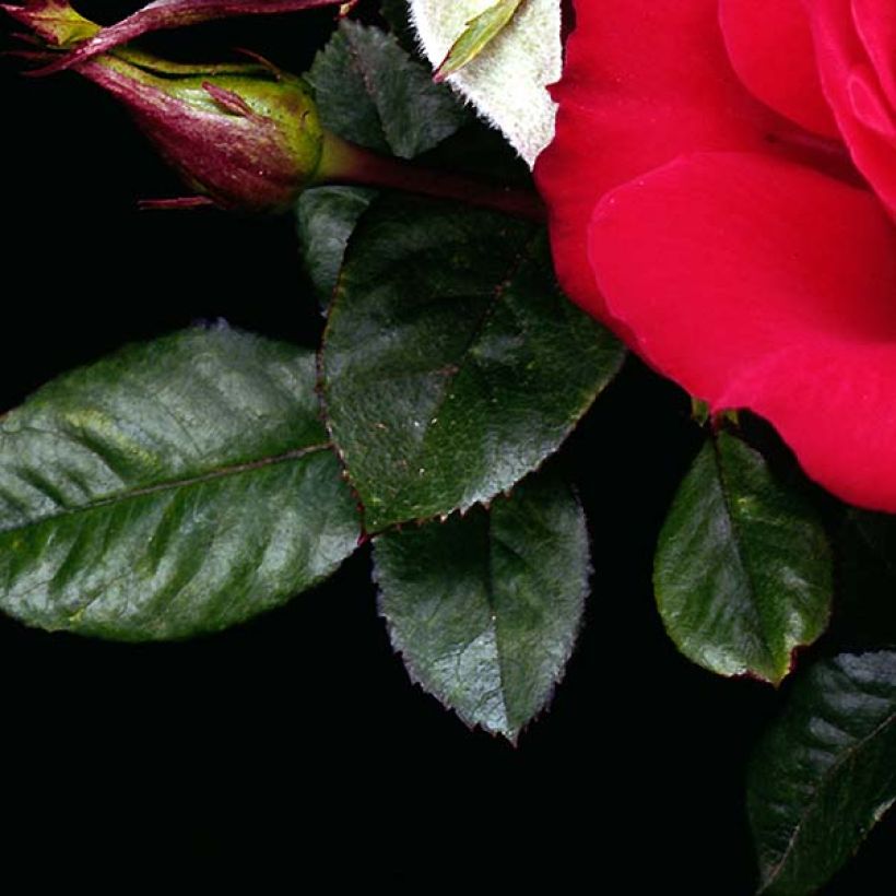 Rosier nain Ruby Ruby (Foliage)