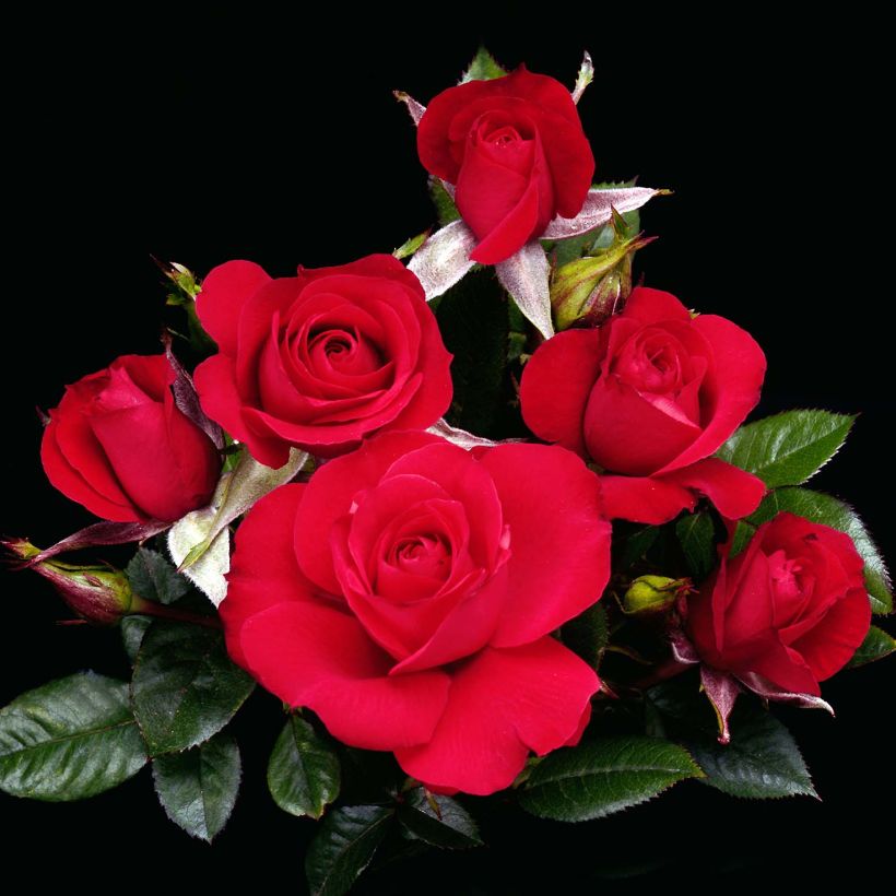 Rosier nain Ruby Ruby (Flowering)