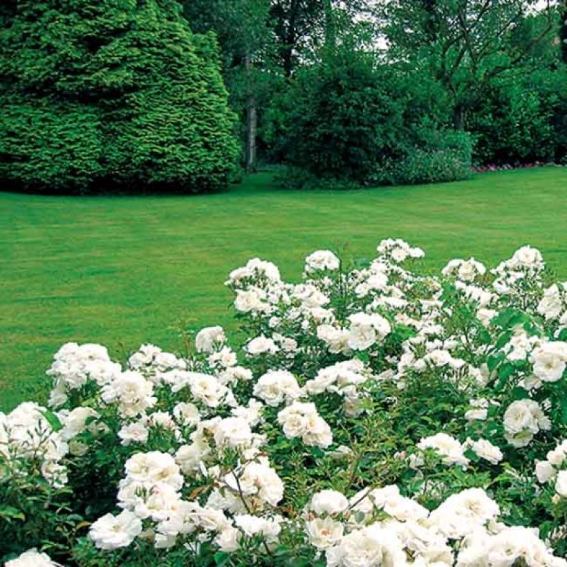 Rosier Décorosiers OPALIA (Plant habit)