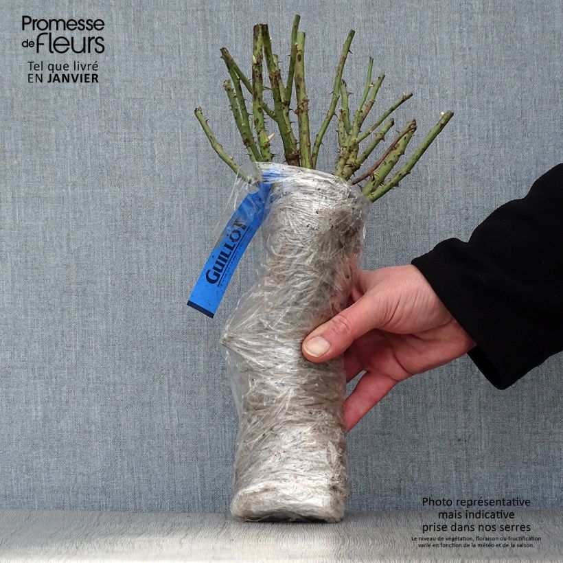 Example of Rosier paysager Rosanatura Bicolore Racines nues en motte as you get in hiver