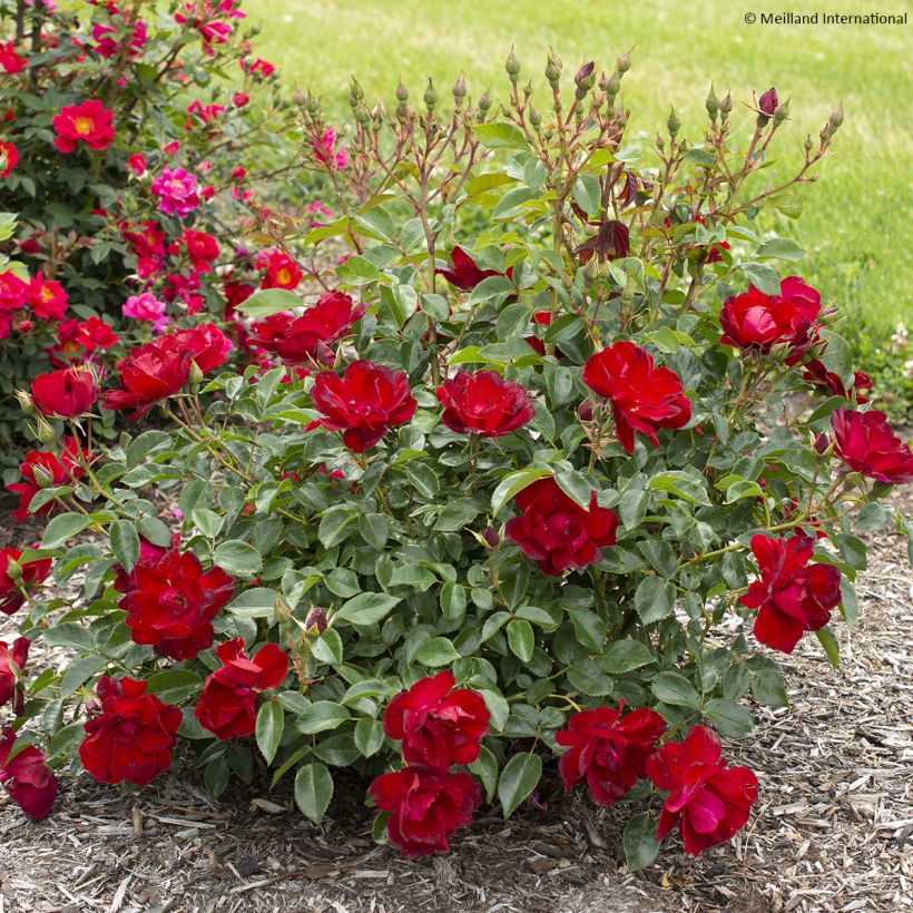 Rosier paysager Street Colors Moulin Rouge Meitralight (Plant habit)