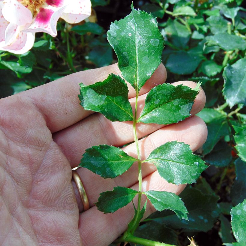 Rosier nain Coral Babylon Eyes (Foliage)
