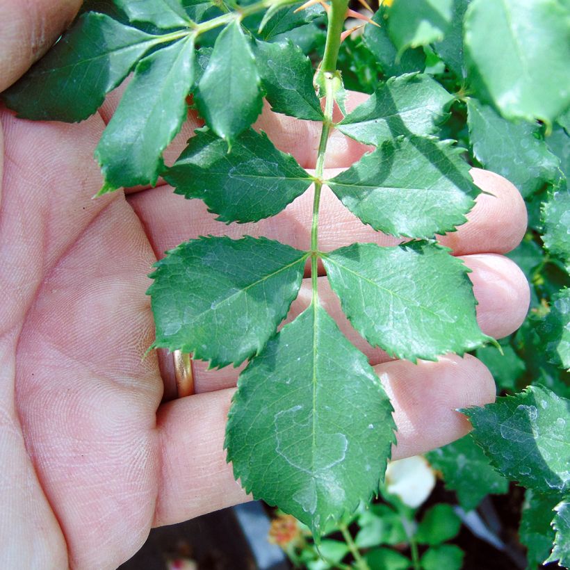 Rosier nain Cream Babylon Eyes (Foliage)
