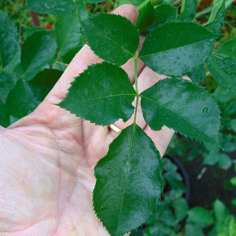 Rosier grimpant Eyeconic (Foliage)