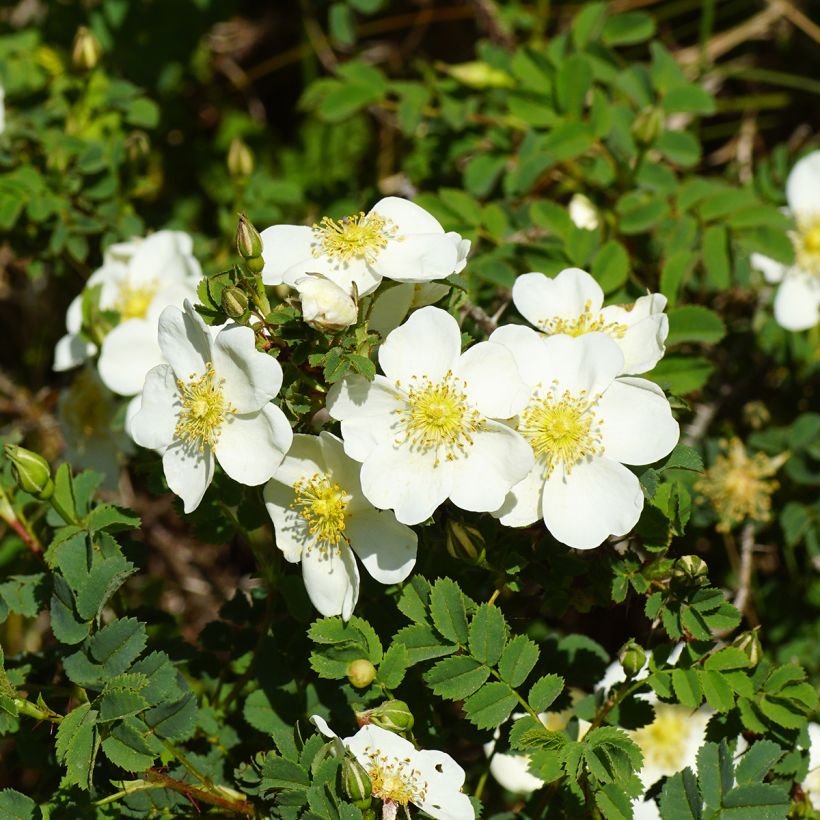 Rosier pimprenelle - Rosa pimpinellifolia (Flowering)