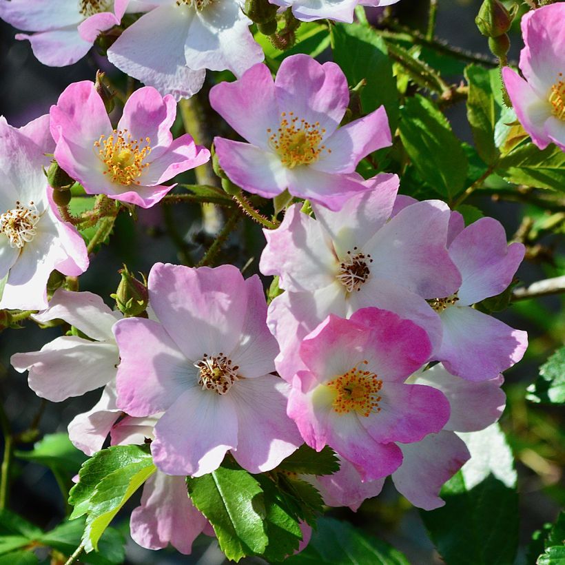 Rosier tige Ballerina  (Flowering)