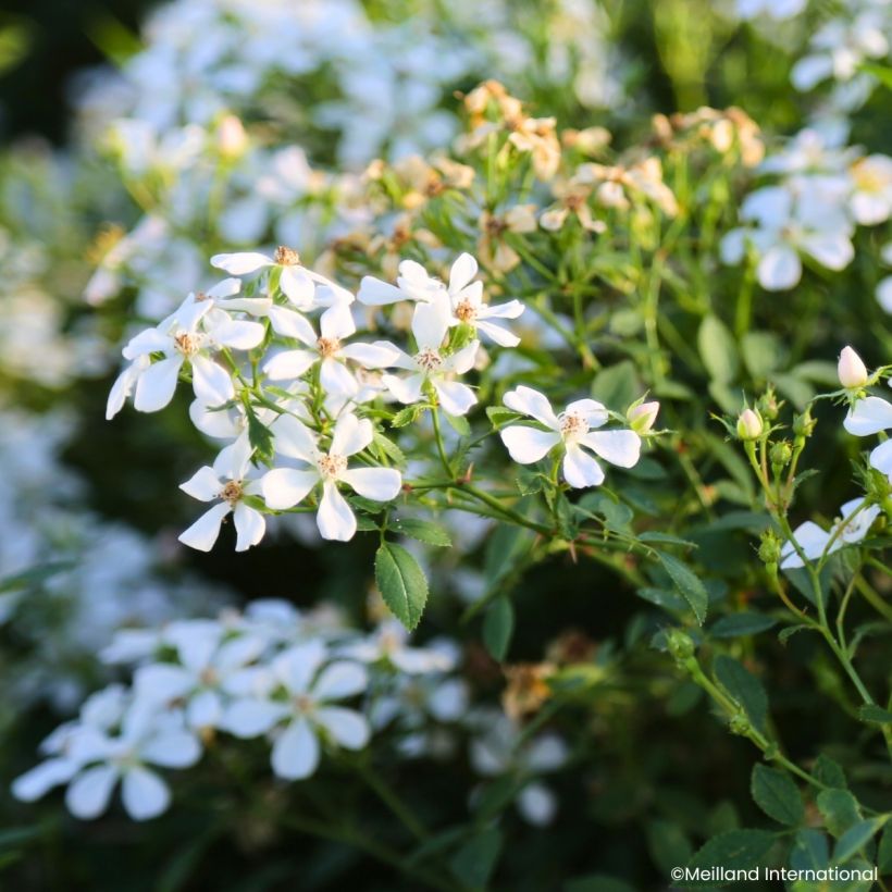 Rosier miniature Galaxy Arcturus (Flowering)
