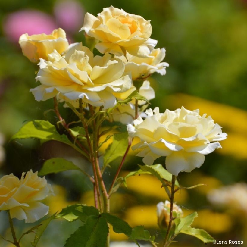 Rosier à fleurs groupées Lady in Gold (Flowering)