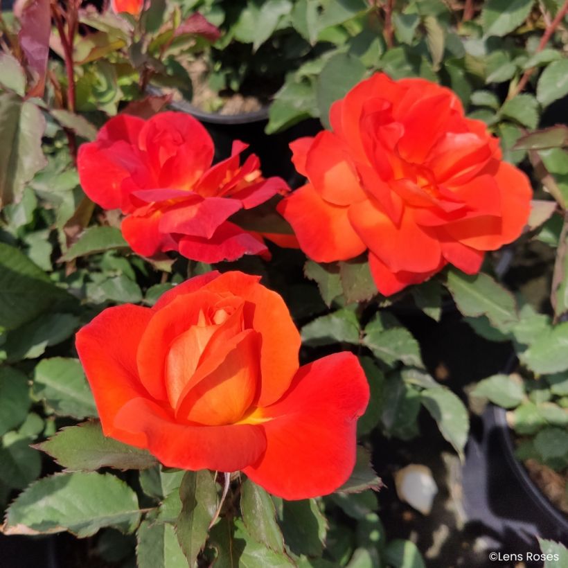 Rosier à fleurs groupées Super Trouper (Flowering)